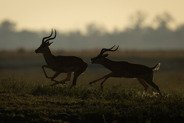 Backlit male impala chases another during rut