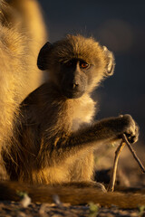 Baby chacma baboon sits holding thin twig