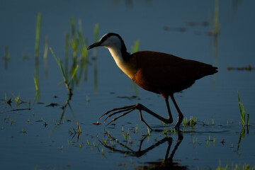 African jacana wades through shallows casting reflection