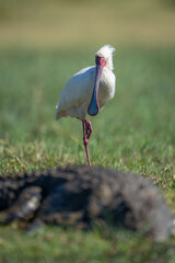 African spoonbill on one leg by crocodile