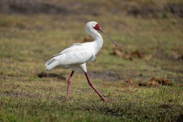 African spoonbill strides over grass in sunshine