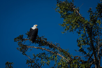 African fish eagle perches under blue sky