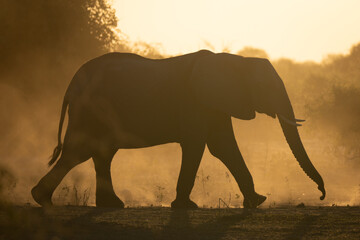 Naklejka premium African elephant crosses dusty plain at dusk
