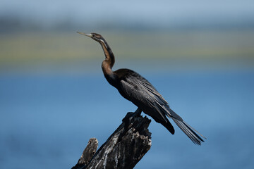African darter on guano-covered stump in profile