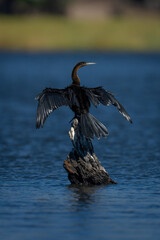 African darter dries wings on river stump