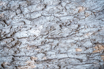 Naklejka premium Textured grey bark of a tree showing unique patterns and details