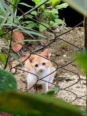 Orange cat looking at you