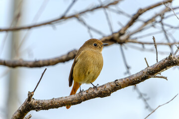 冬の枝にとまるジョウビタキの雌