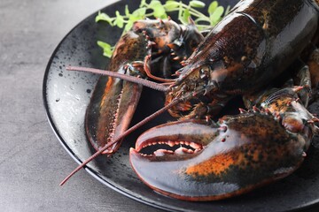 Raw lobster and microgreens on grey textured table, closeup