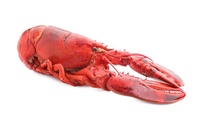 One tasty boiled lobster isolated on white