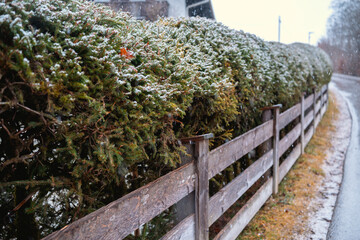 Obraz premium Winter landscape featuring a snow-covered hedge along a country road