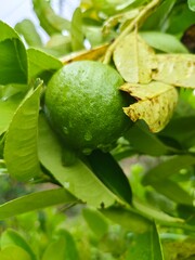 Fresh bergamot on tree