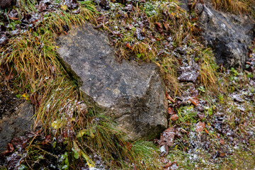 Rocks and fallen leaves on a wet hillside during autumn season