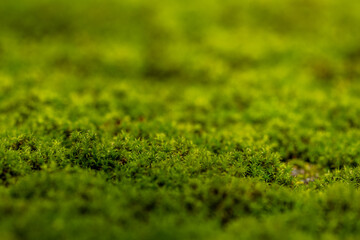 close-up of green moss in sunlight
