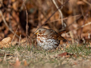 A Fox Sparrow feeding in short grass