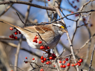 A close up of a White-throated Sparrow perched on and eating berries of Bittersweet.