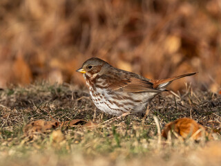 A Fox Sparrow feeding in short grass