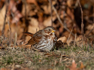 A Fox Sparrow feeding in short grass