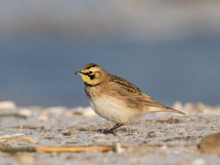 A close up of a Horned Lark perched on a frosty and sandy beach