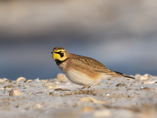 A close up of a Horned Lark perched on a frosty and sandy beach