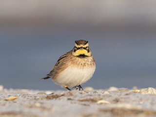 A close up of a Horned Lark perched on a frosty and sandy beach and showing its 