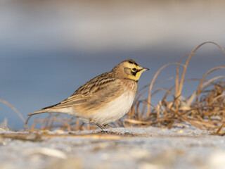 A close up of a Horned Lark perched on a frosty and sandy beach