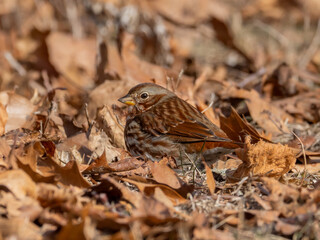 A close up of a Fox Sparrow perched on the ground amongst fall leaves
