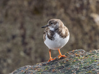 A Ruddy Turnstone in basic, winter plumage perched up on a rock