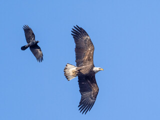 A immature Bale Eagle soaring with outstretched wings and being mobbed by a Fish Crow
