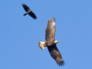 A immature Bale Eagle soaring with outstretched wings and being mobbed by a Fish Crow