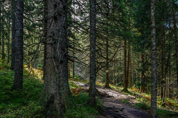 trail in the forest near Feldberg, Black Forest, Germany