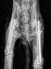 Pose d'une broche et d'un cerclage sur une fracture du fémur chez un chat âgé