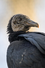 Ravenclaw condor in head detail.
