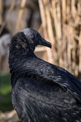 Ravenclaw condor in head detail.
