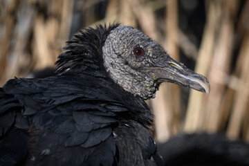 Ravenclaw condor in head detail.
