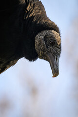 Ravenclaw condor in head detail.
