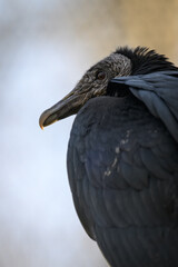 Ravenclaw condor in head detail.
