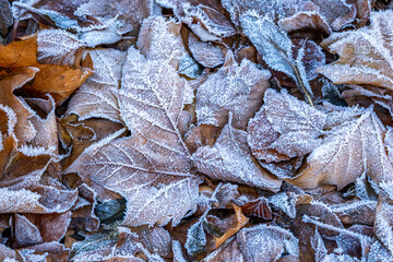 detailed shot of various autumn leaves on the ground with frost frozen over
