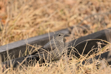 イソヒヨドリ blue rock thrush