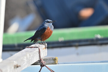 イソヒヨドリ blue rock thrush