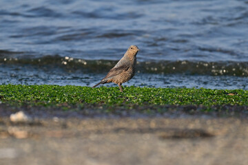 イソヒヨドリ blue rock thrush
