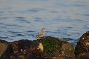 イソヒヨドリ blue rock thrush