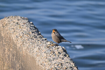 イソヒヨドリ blue rock thrush