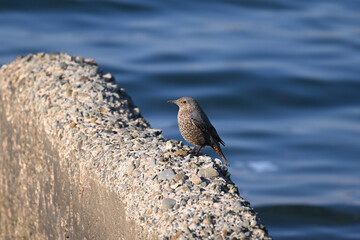 イソヒヨドリ blue rock thrush