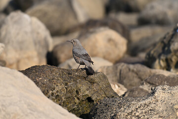 イソヒヨドリ blue rock thrush
