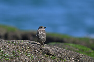 イソヒヨドリ blue rock thrush