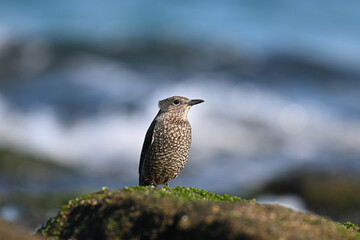 イソヒヨドリ blue rock thrush