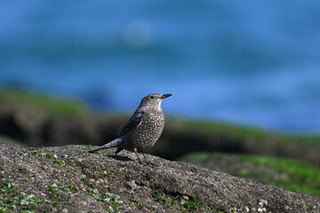 イソヒヨドリ blue rock thrush