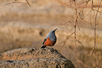 イソヒヨドリ blue rock thrush