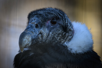 Andean condor in head detail.
